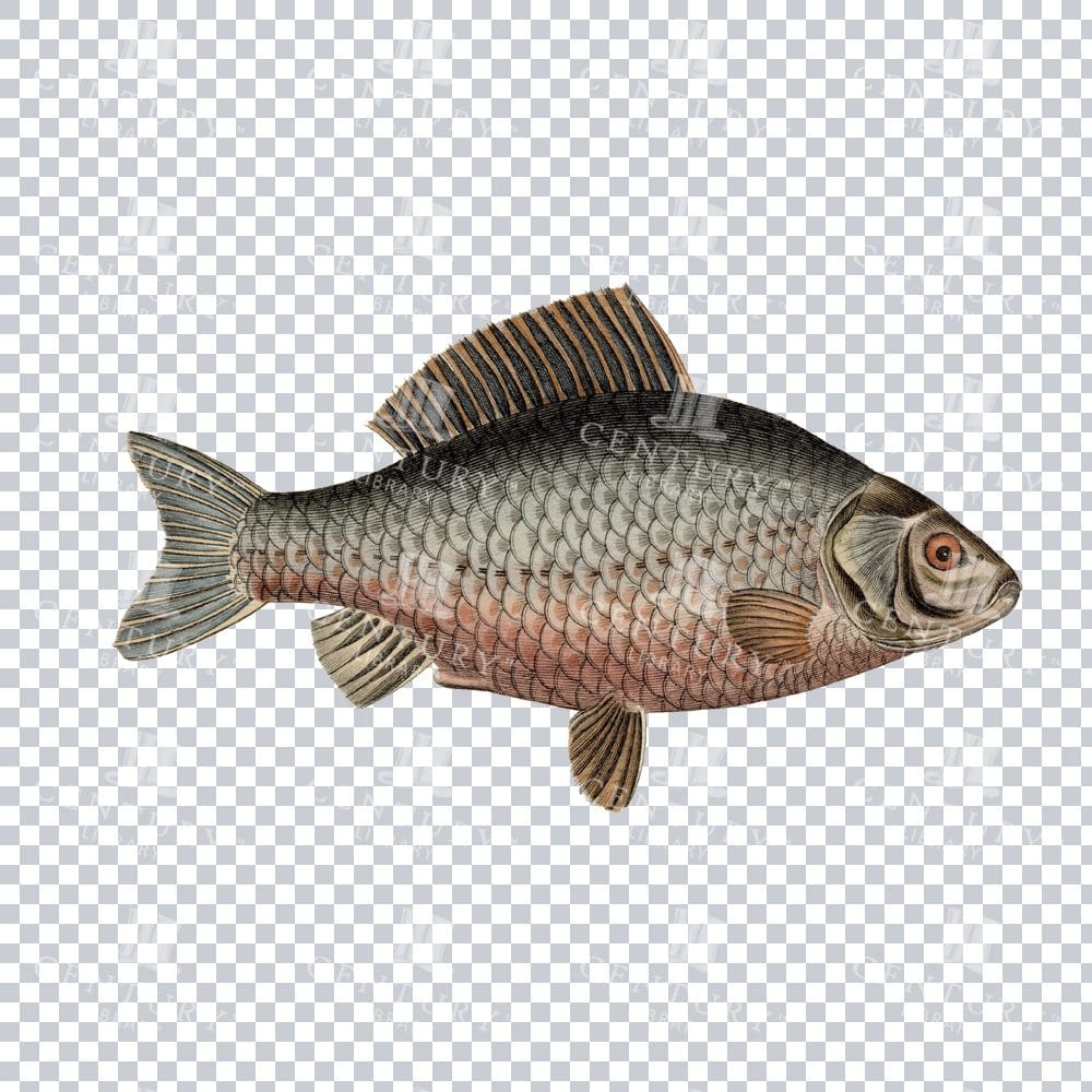 Fishy Series 10 Old Stock PNG