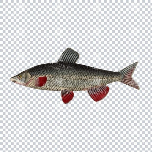 Fishy Series 11 Retro PNG Illustration