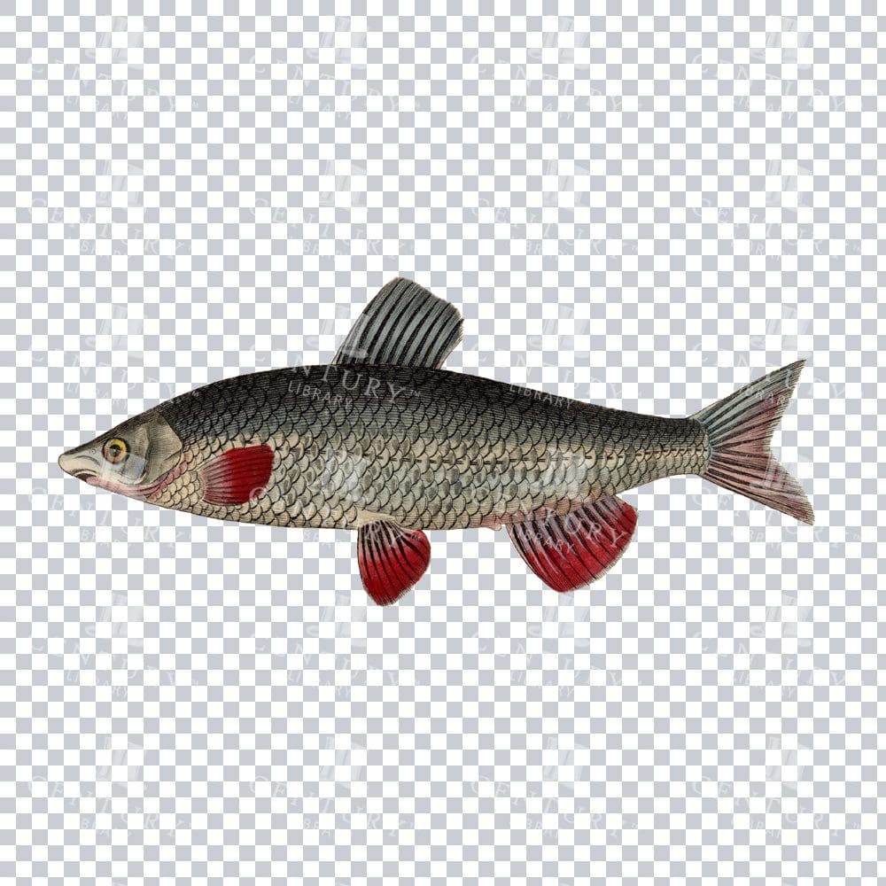 Fishy Series 11 Retro PNG Illustration