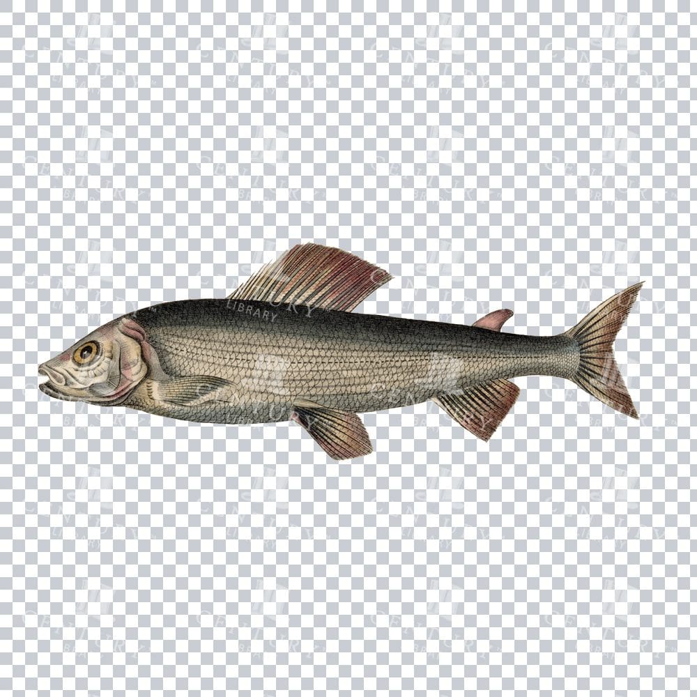 Fishy Series 12 Antique Stock Image PNG
