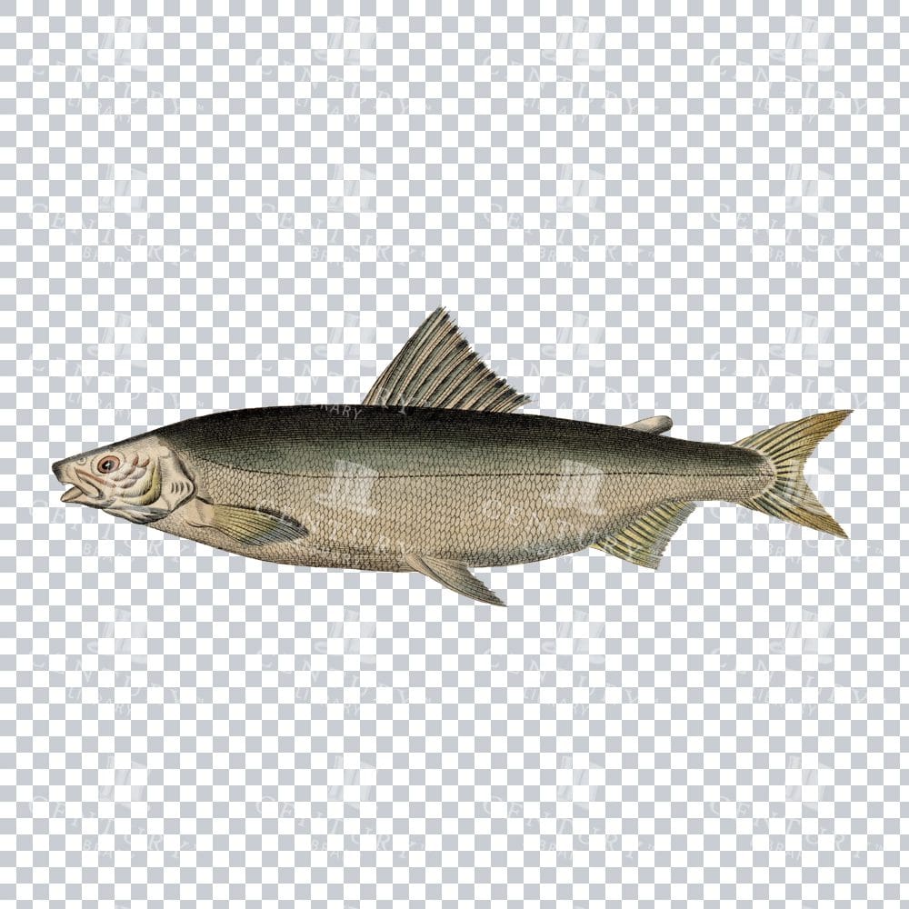 Fishy Series 13 Classic PNG Art