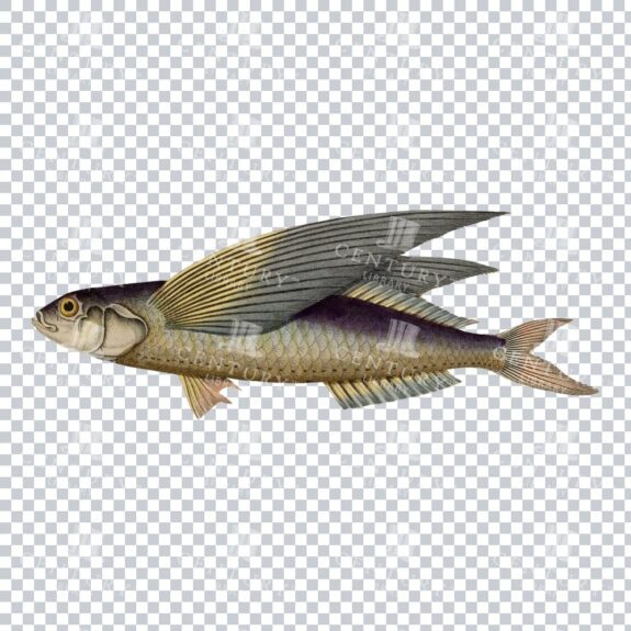 Flying Fish Retro Stock PNG