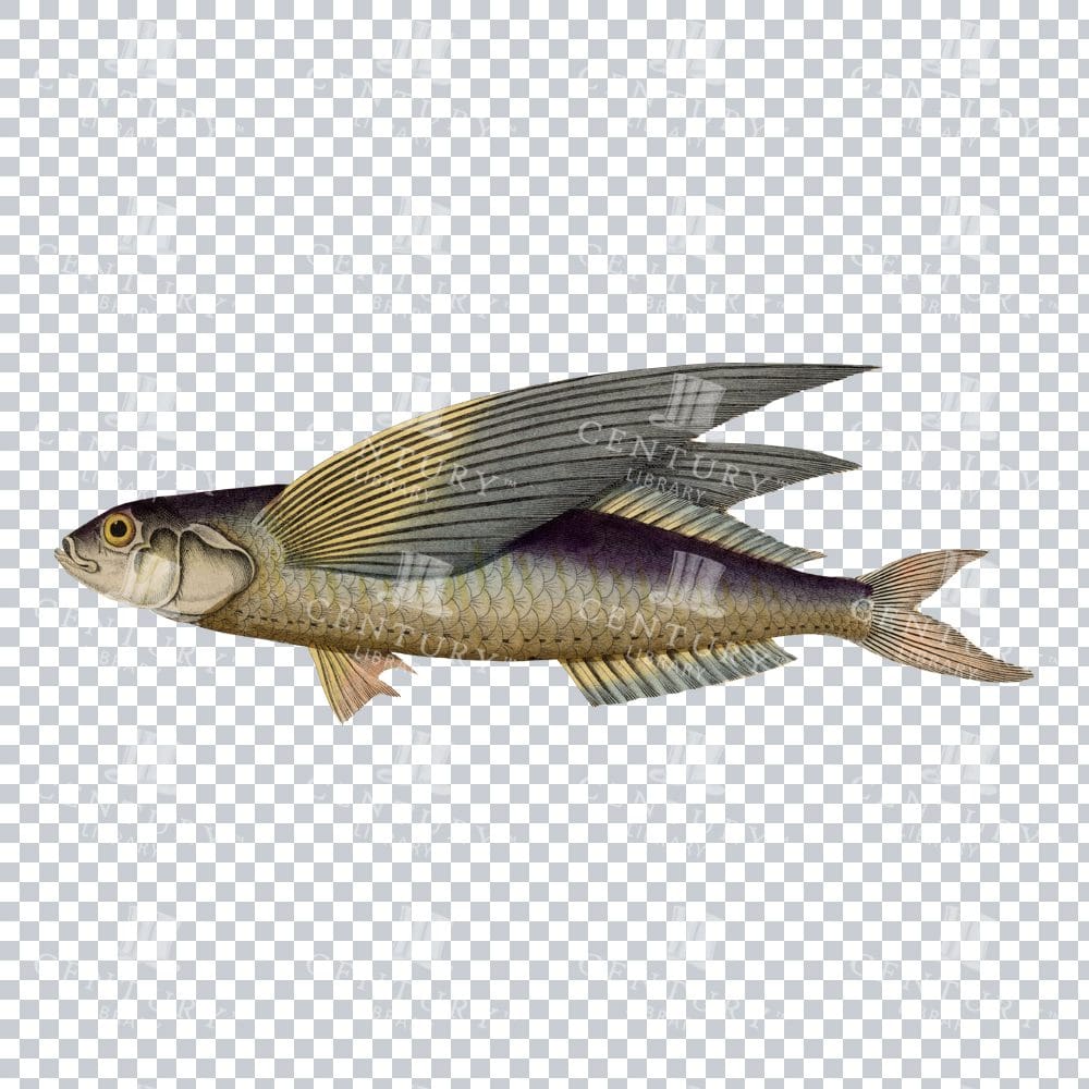 Flying Fish Retro Stock PNG