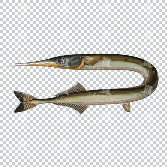 Garfish Belone PNG Old Illustration