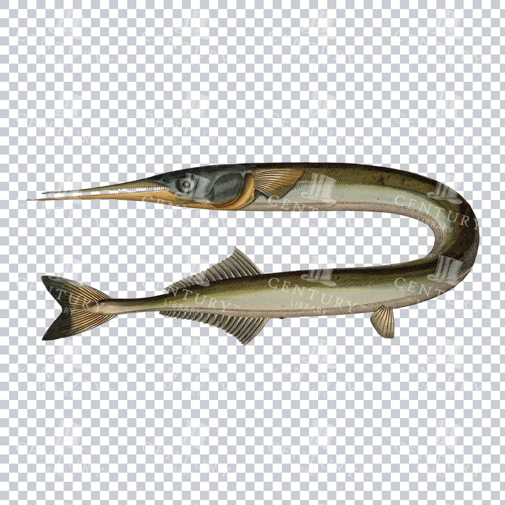 Garfish Belone PNG Old Illustration