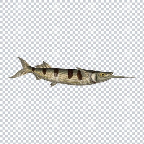 Garfish Hemiramphus Antique PNG
