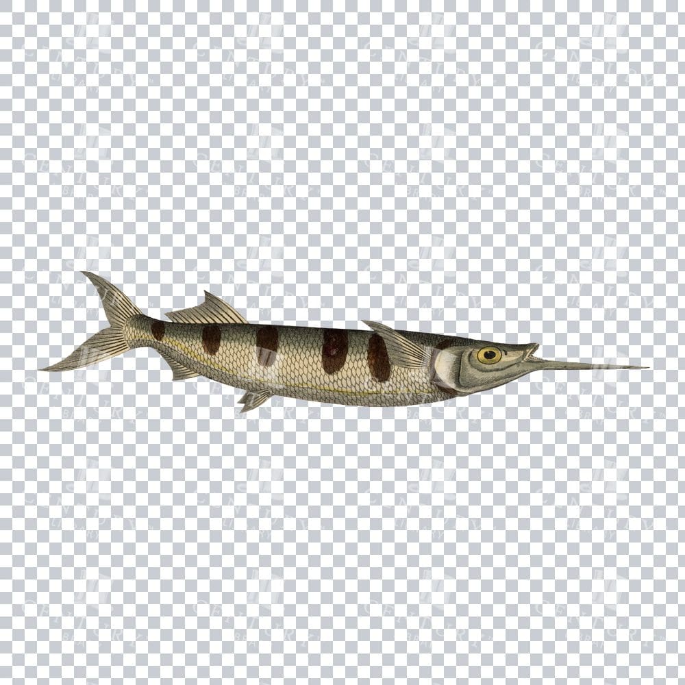 Garfish Hemiramphus Antique PNG