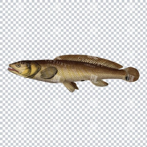 Herring Fish 1 Classic PNG Illustration