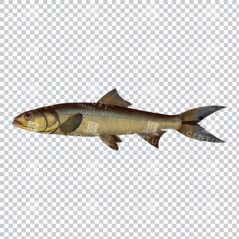 Herring Fish 2 Retro Stock PNG