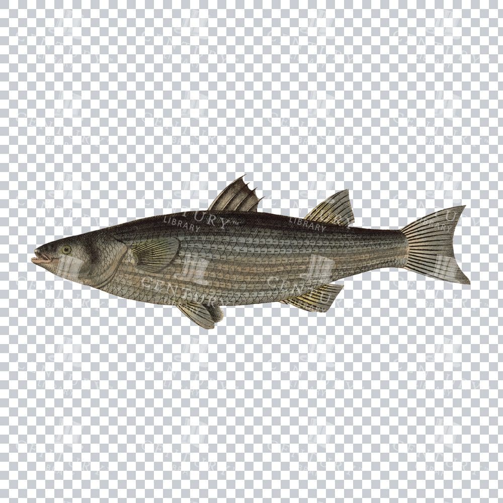 Mullet Fish Old PNG Art