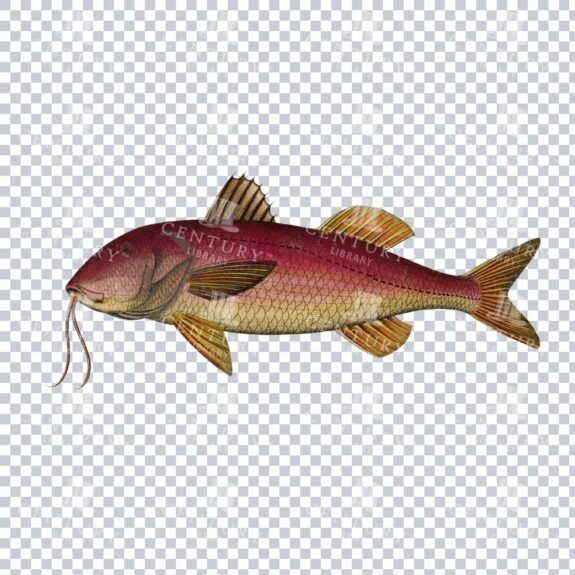 Goatfish Antique Stock Image PNG