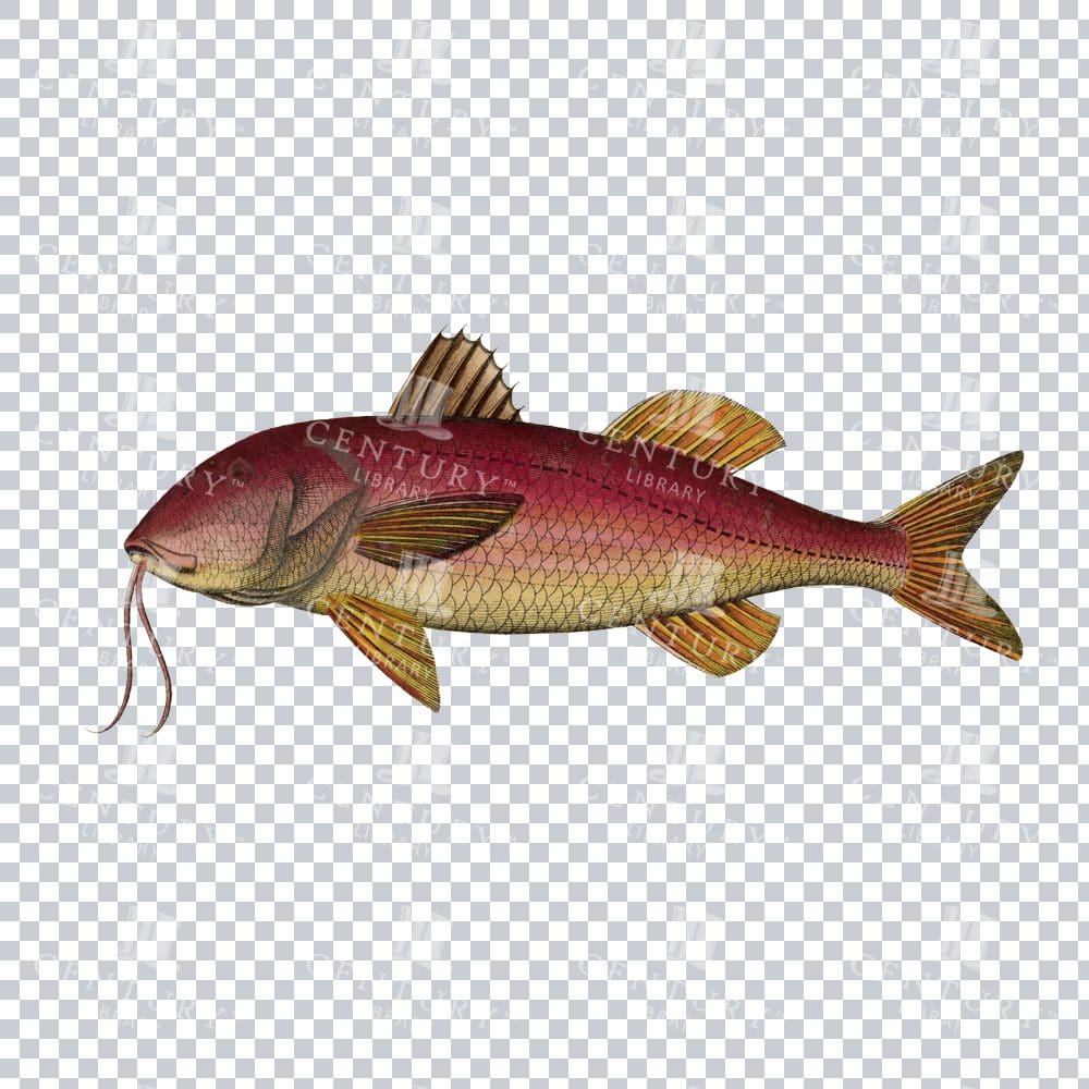 Goatfish Antique Stock Image PNG