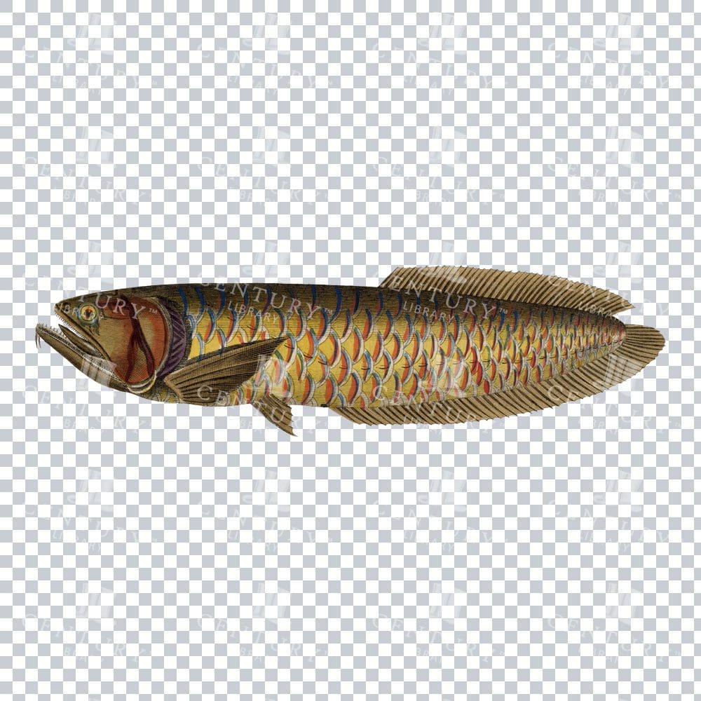 Osteoglossum Fish Retro PNG Illustration
