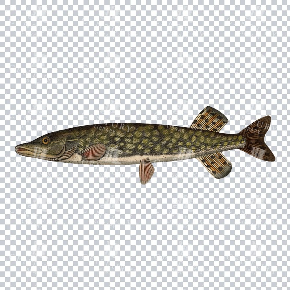 Pike Fish Classic Stock Image PNG