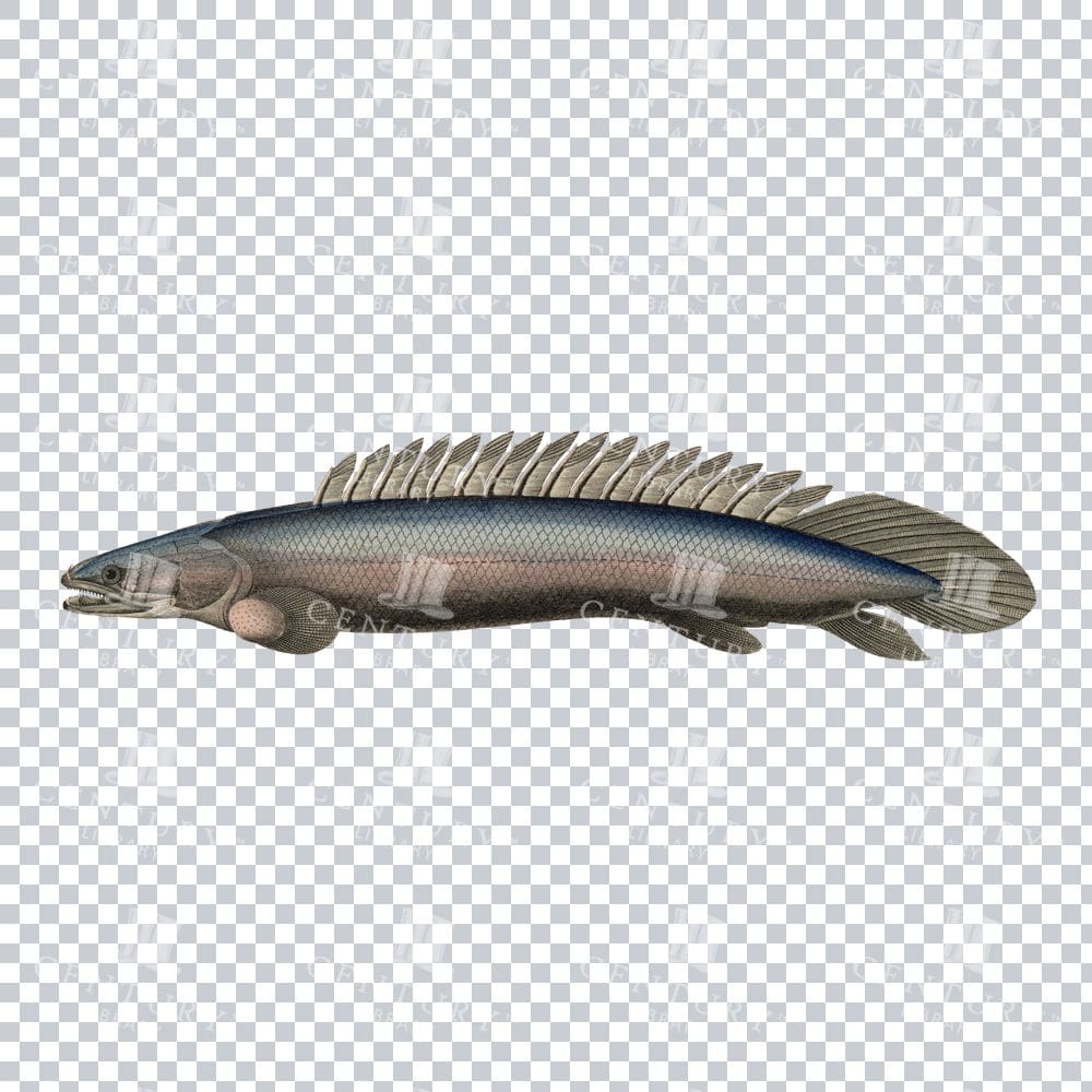 Polypterus Fish Retro PNG Art