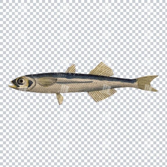 Sand Smelt Fish Classic PNG Illustration