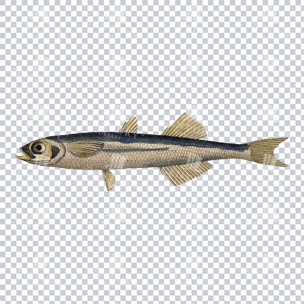 Sand Smelt Fish Classic PNG Illustration