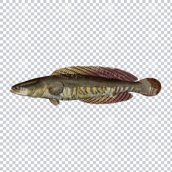 Snakehead Fish Old Png Image