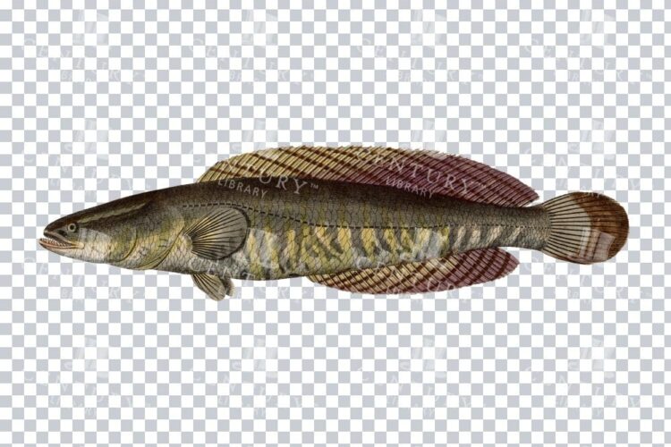 Snakehead Fish Old Png Image