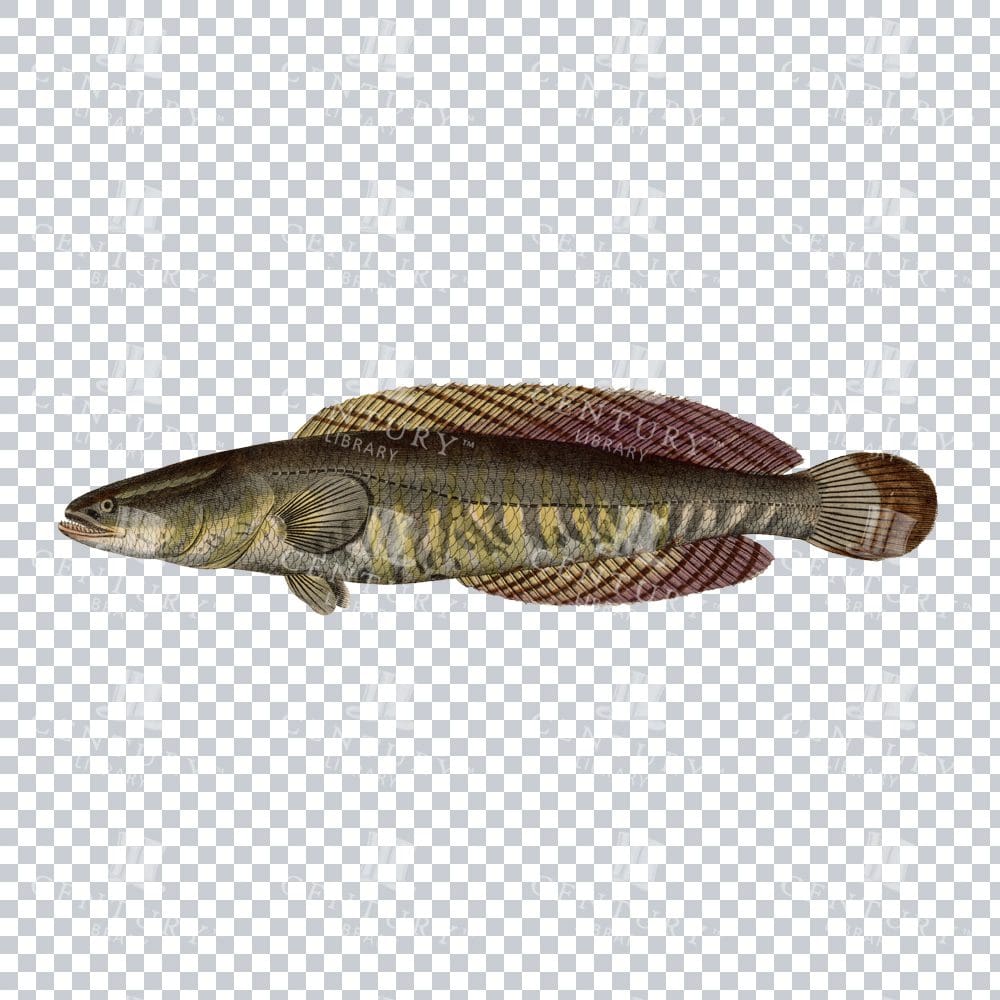 Snakehead Fish Old Png Image