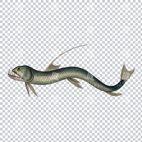 Viperfish Antique PNG Illustration