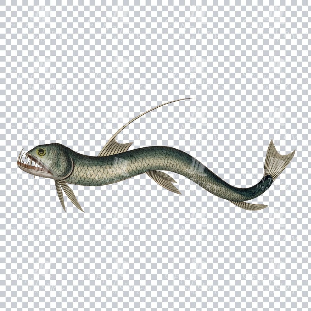 Viperfish Antique PNG Illustration