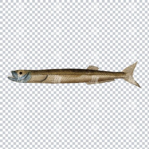 Wolf Herring Fish Retro PNG Art