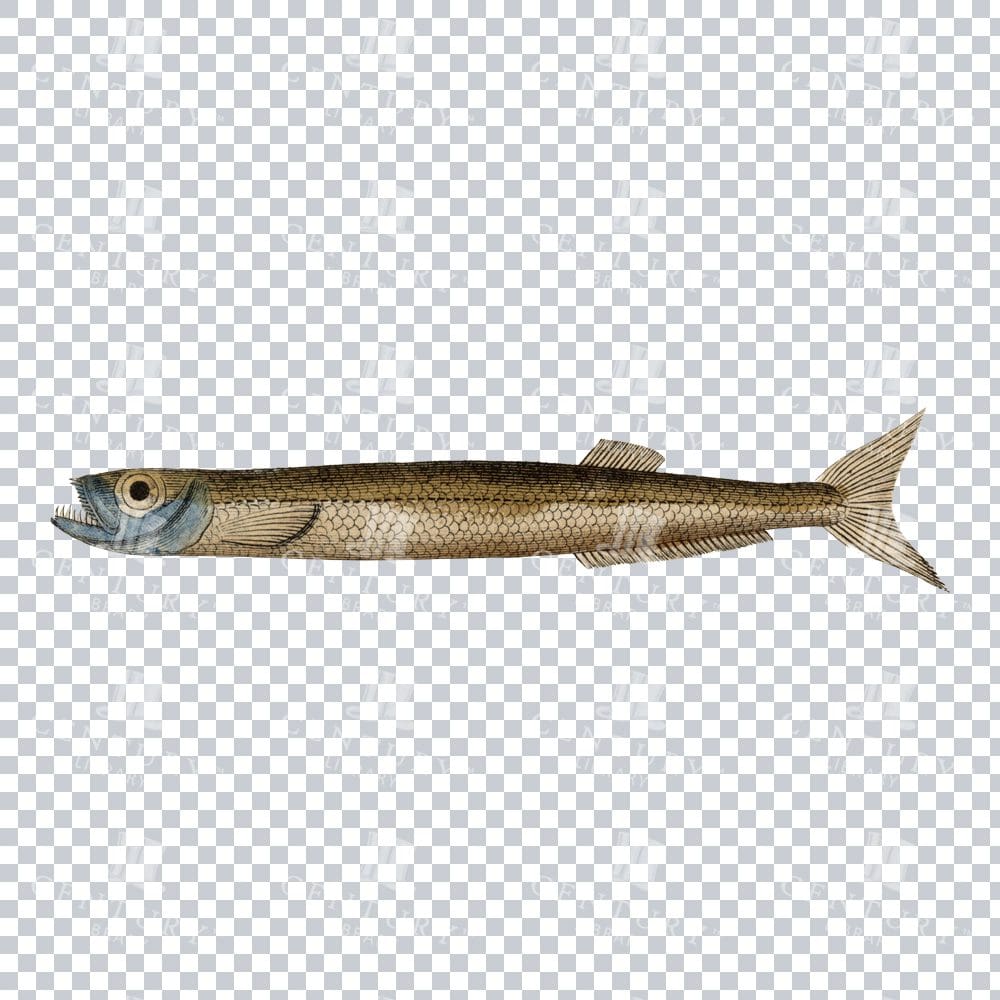 Wolf Herring Fish Retro PNG Art