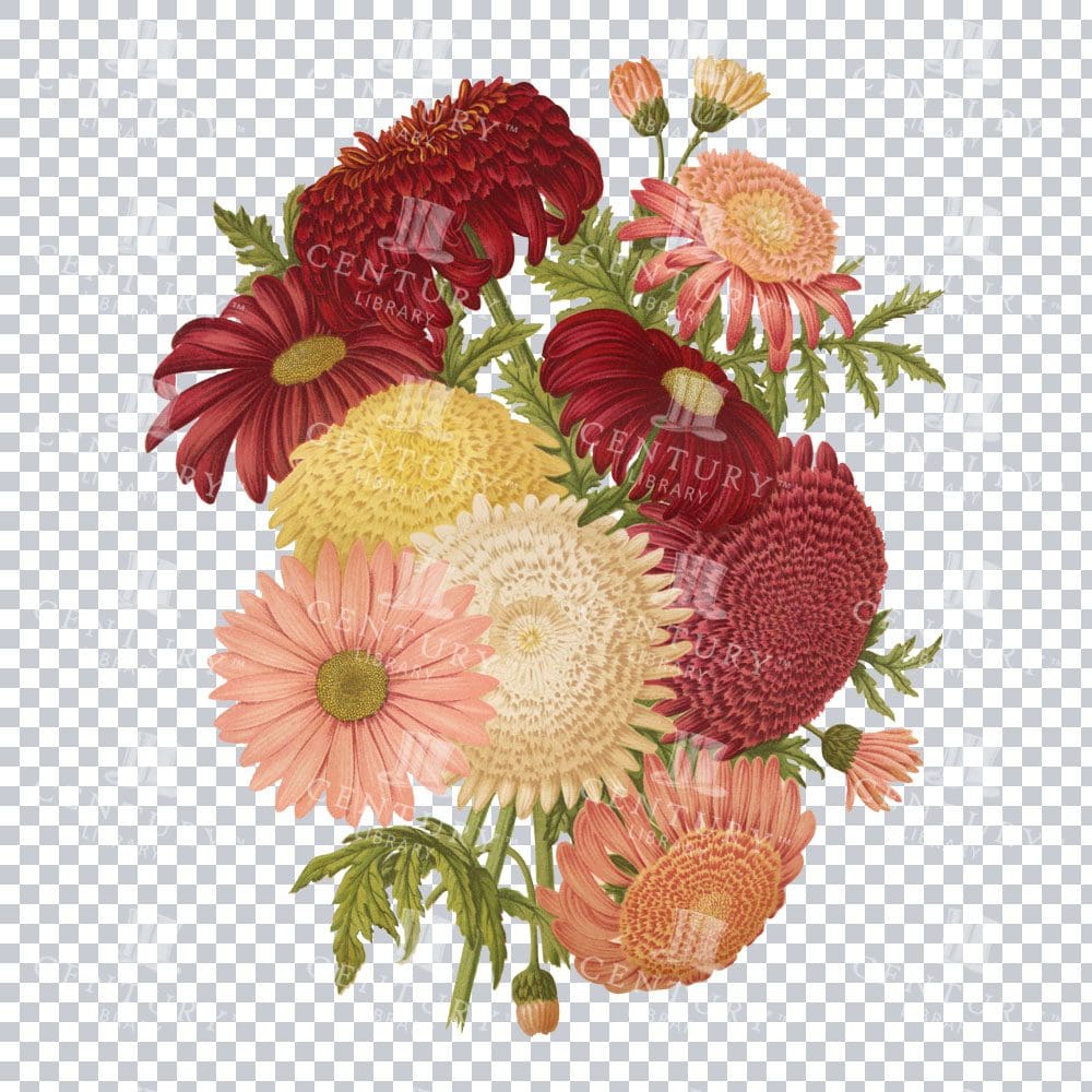 A Vintage Color Illustration Of A Bouquet Of Chrysanthemums