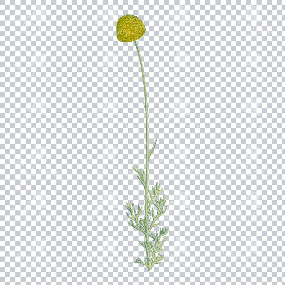 Timeless Botanical Beauty in an Artemisia Alpina Illustration
