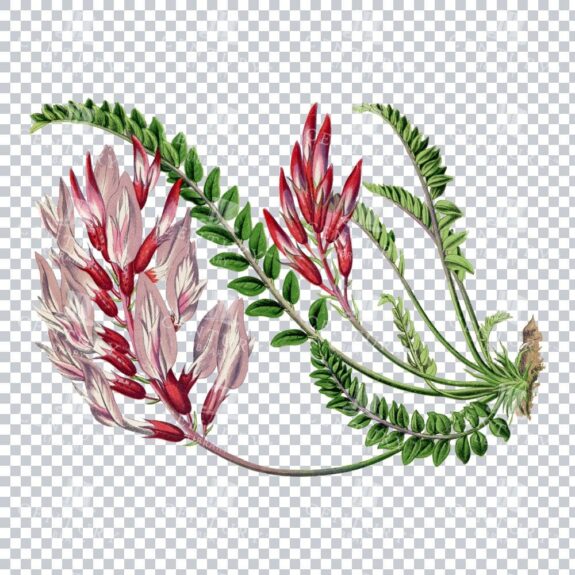 Classic Vintage Art of Astragalus Monspessulanus
