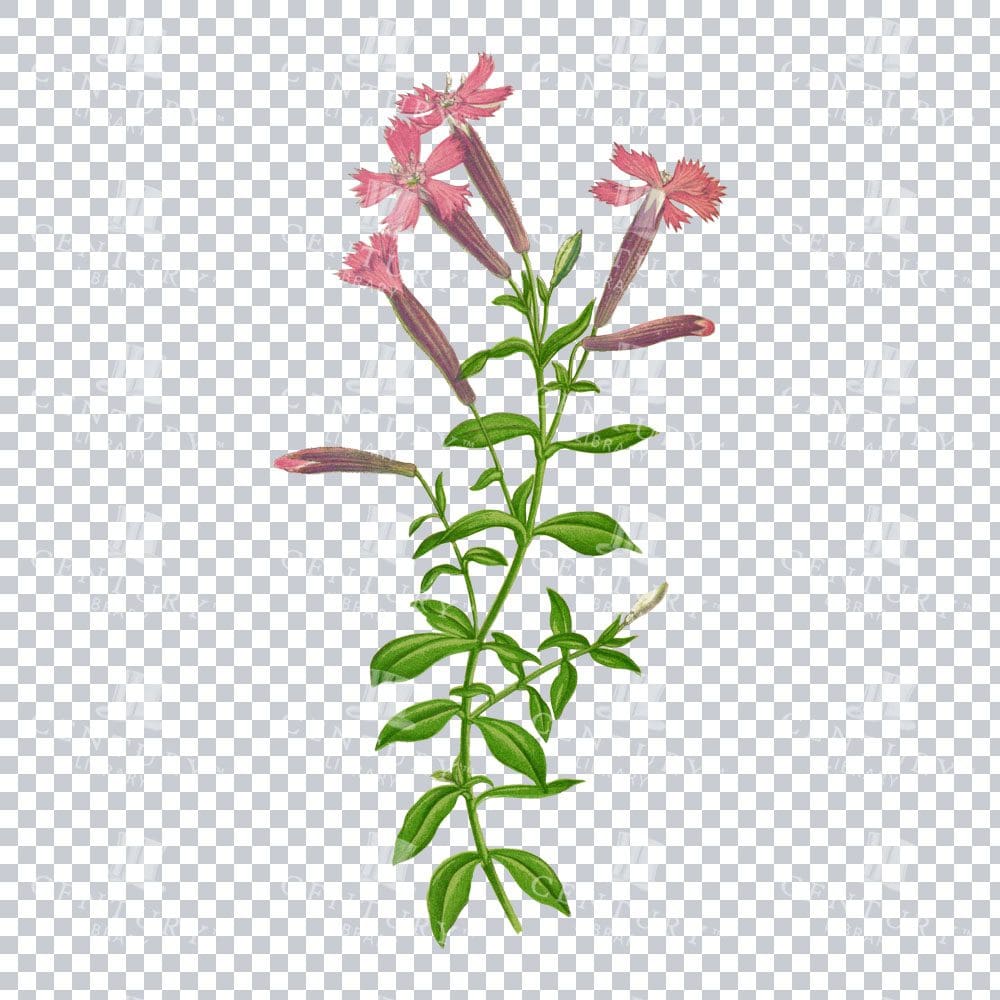 Autumn Catchfly Blooms in an Antique Botanical Drawing