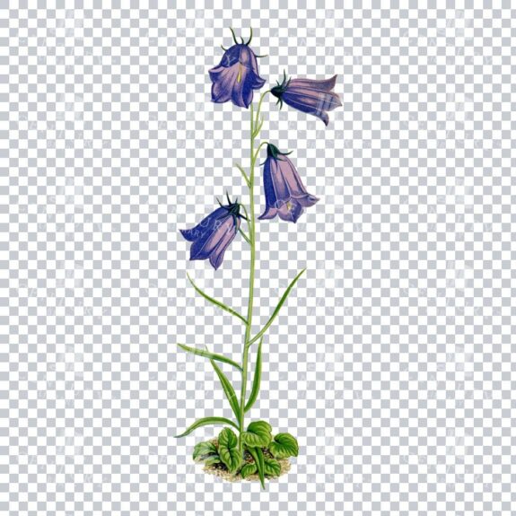 Delicate Vintage Detailing in a Bellflowers Illustration