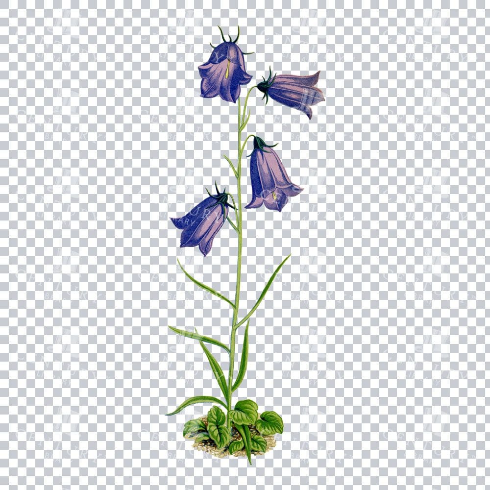 Delicate Vintage Detailing in a Bellflowers Illustration