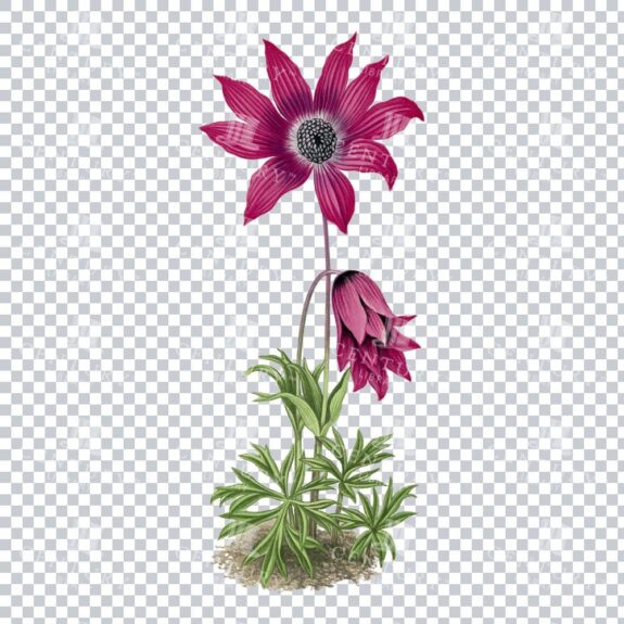 Broad-leaved Anemone Beauty through a Vintage Botanical Lens