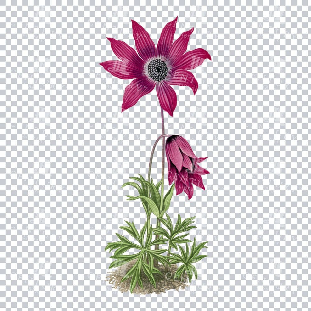 Broad-leaved Anemone Beauty through a Vintage Botanical Lens