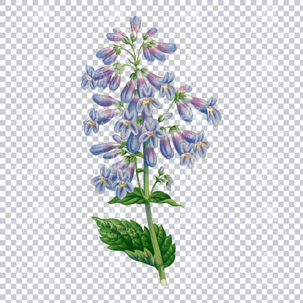 Broad-leaved Beard-tongue Unveiled in an Antique Floral Artwork