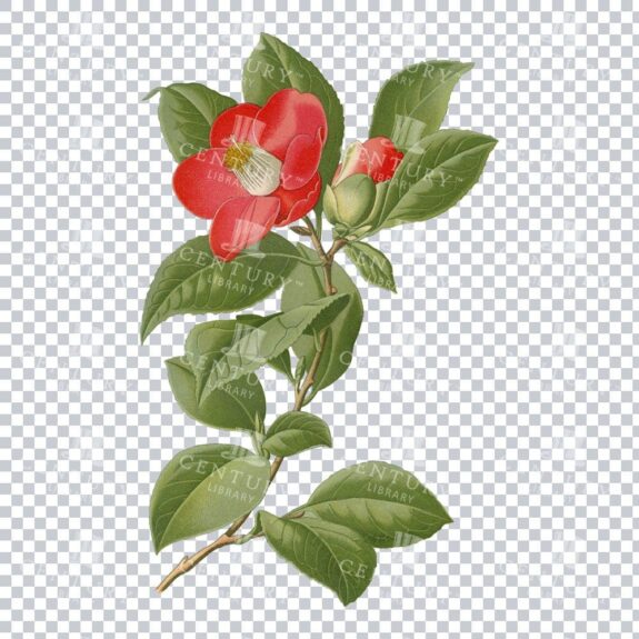 Camellia Elegance Captured in a Timeless Vintage Illustration