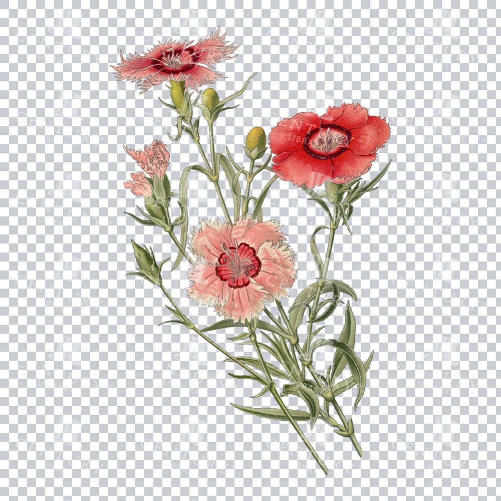 Vibrancy in Retro: A Vintage Chinese Pink Floral Artwork