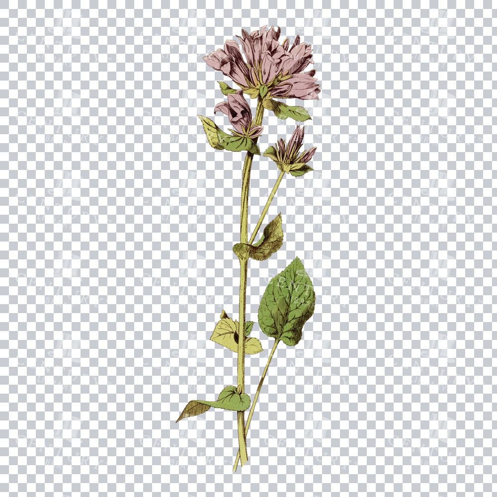 Clustered Bellflower Detail in a Nostalgic Botanical Illustration