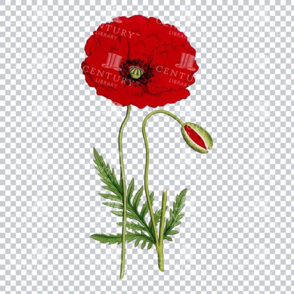 Common Red Poppy Radiance through Classic Vintage Art
