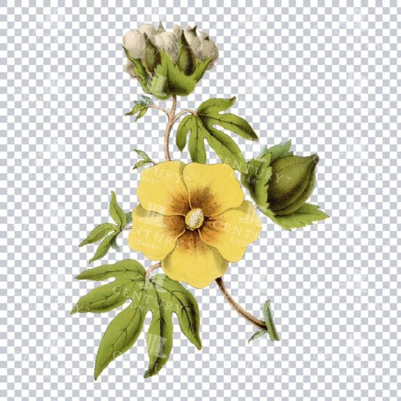 Historical Cotton Plant Beauty in a Detailed Vintage Illustration