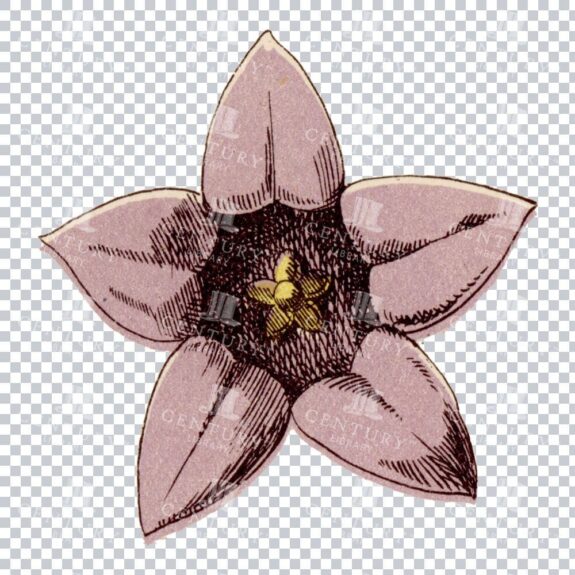 Timeless Dane's Blood Illustration in a Classic Floral Art Piece