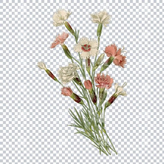 Charming Garden Pink Unveiled in a Vintage Botanical Artwork