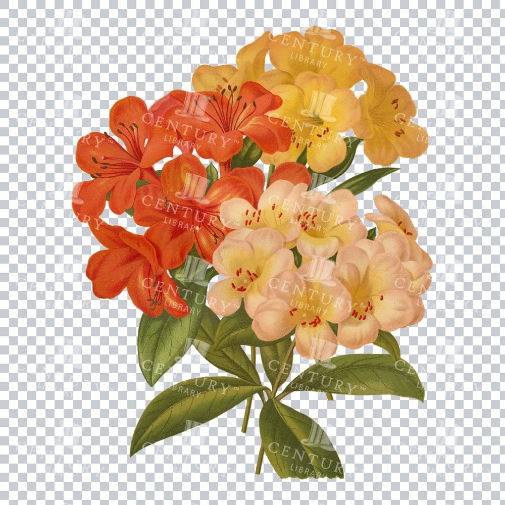 Japanese Rhododendrons Elegance in an Antique Floral Illustration