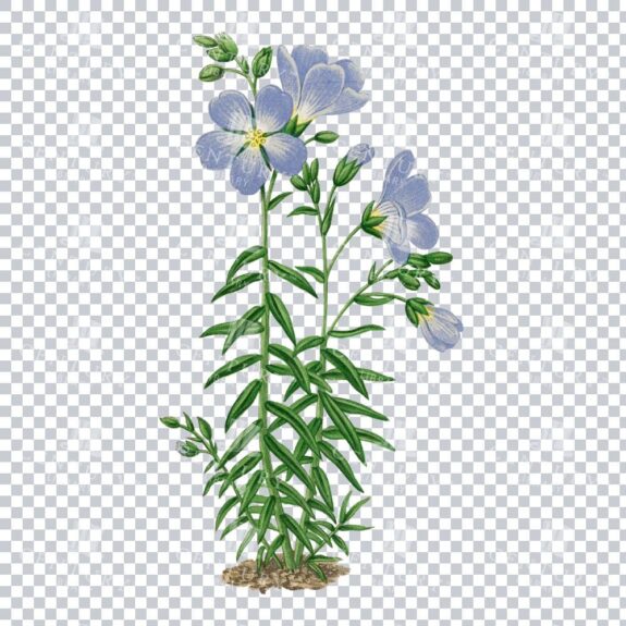 Alpine Delicacy in a Vintage Linum Alpinum Botanical Artwork