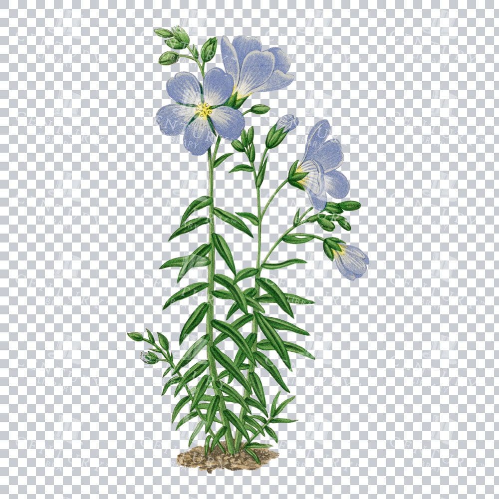 Alpine Delicacy in a Vintage Linum Alpinum Botanical Artwork