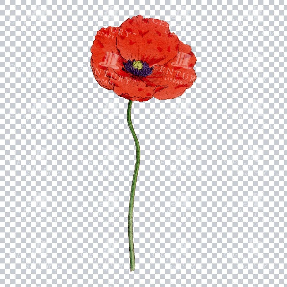 Bold Elegance in a Long-headed Poppy Vintage Illustration