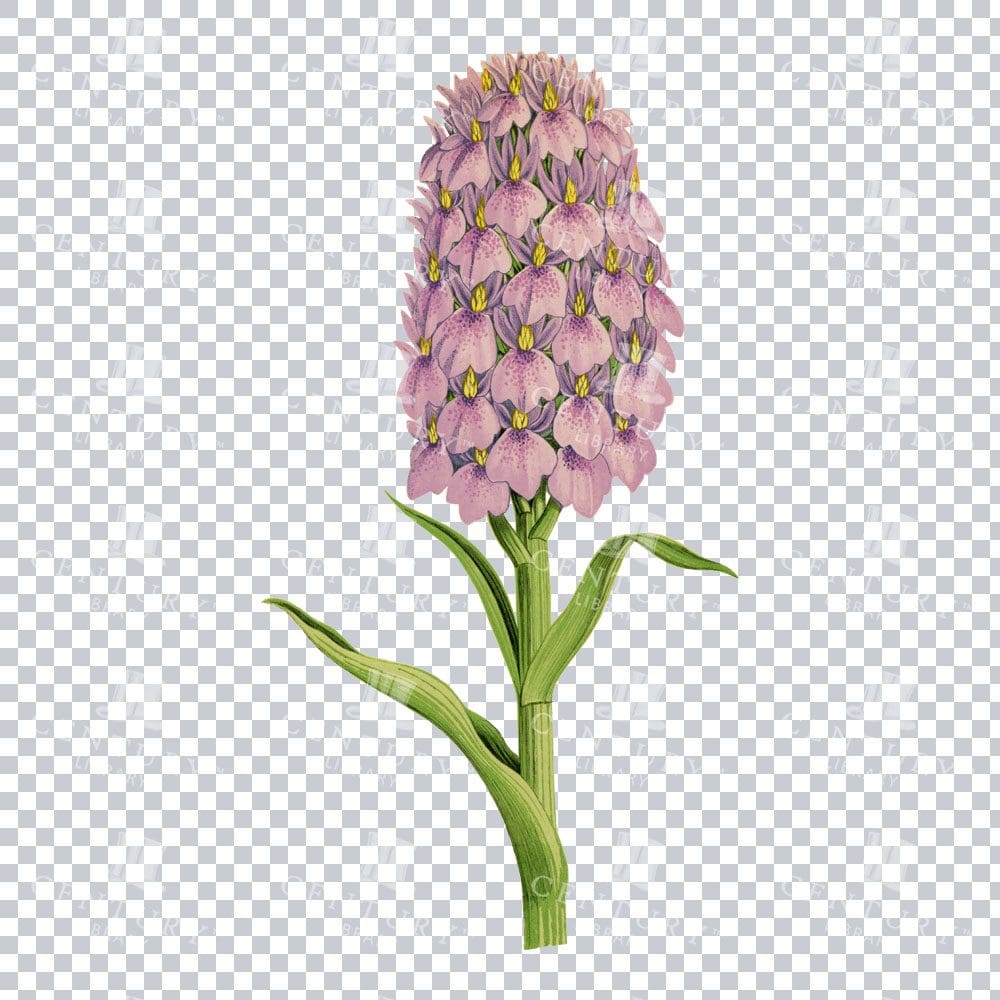 Exotic Madeira Orchid Beauty in a Timeless Vintage Illustration