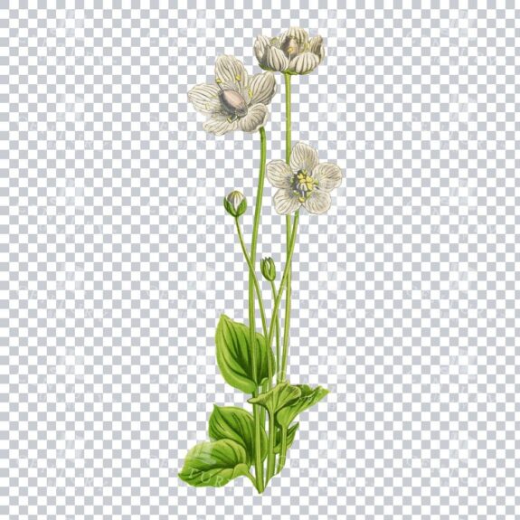 Dainty Marsh Grass of Parnassus in a Classic Botanical Art Piece